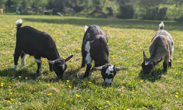 Goats in a field
