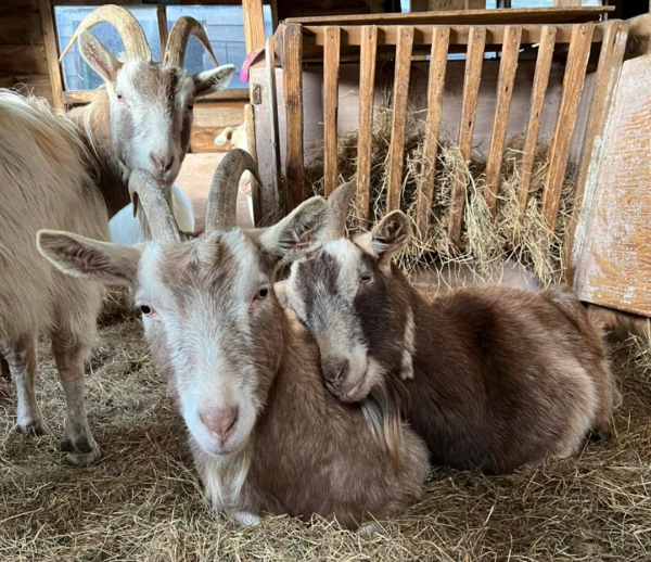 Welcome to Buttercups Sanctuary for Goats