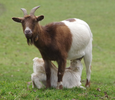 Welcome to Buttercups Sanctuary for Goats