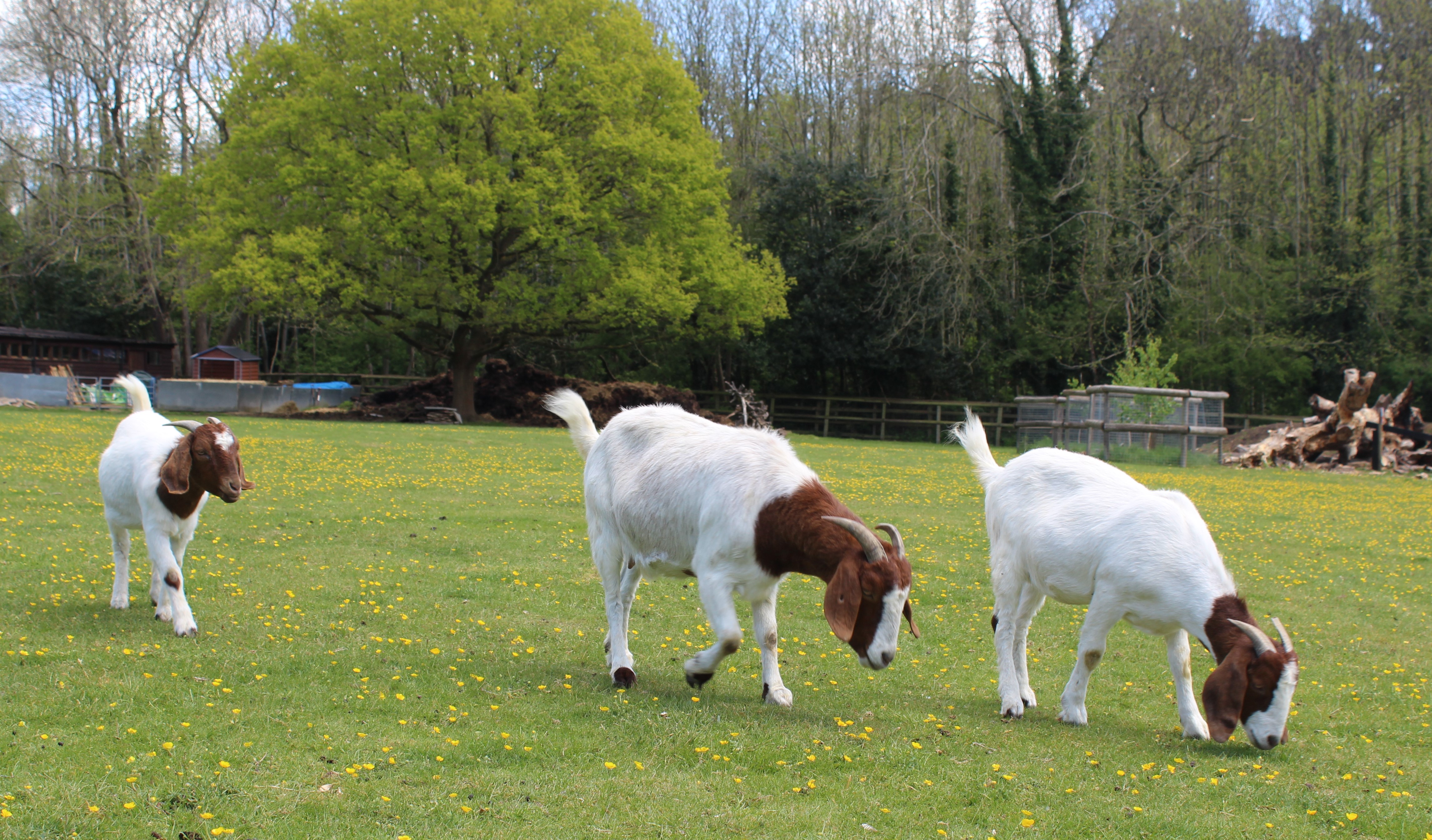 Goat in the Zone, News